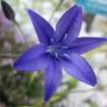 Natural Lily Flower